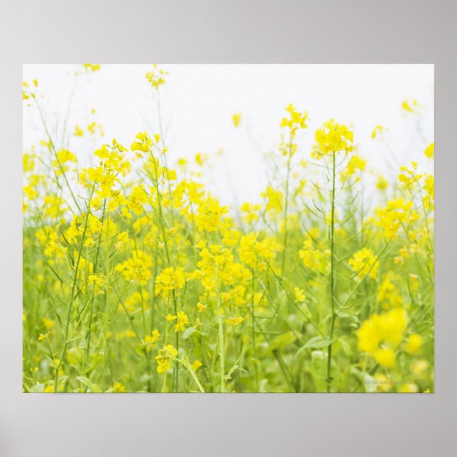 Póster Mostaza de campo 2 (Frente)