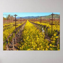Póster Mostaza plantada en viñedo