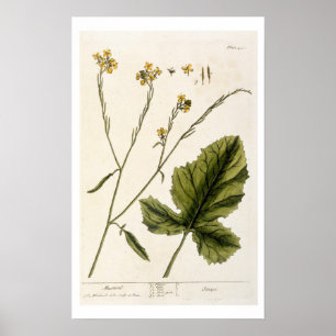 Póster Mostaza, plato 446 de A Curious Herbal, publis