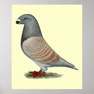 Póster Mostrar Opal Recesivo Racer