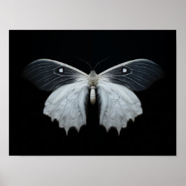 Póster Moth