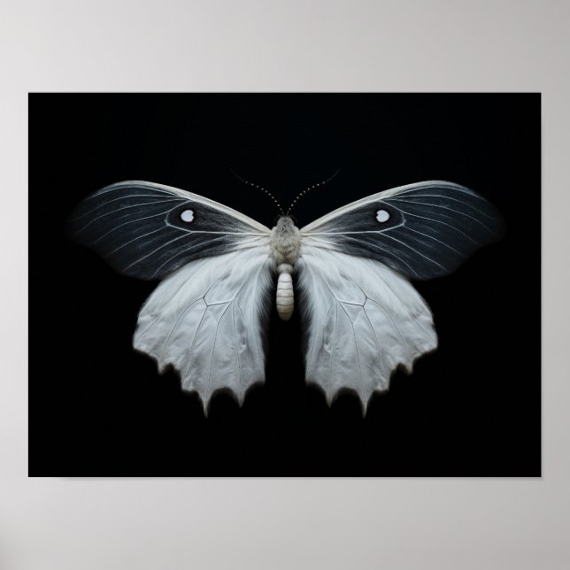 Póster Moth (Frente)