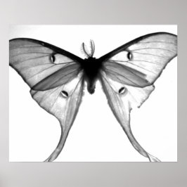 Póster Moth