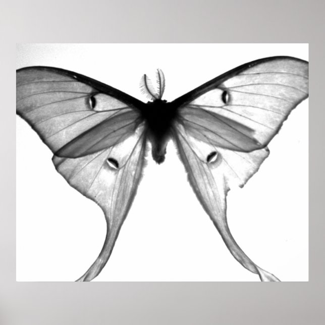 Póster Moth (Frente)