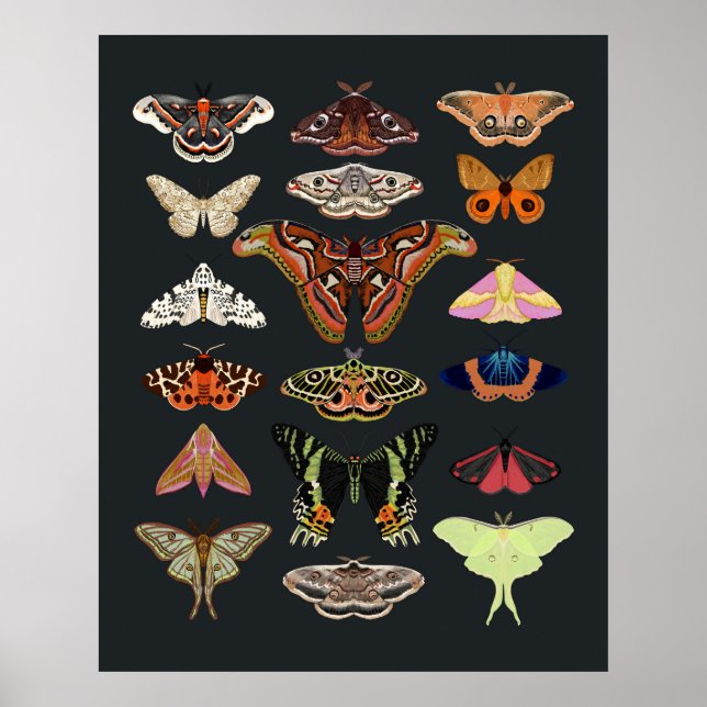 Póster Moth cottagecore insecto art (Frente)