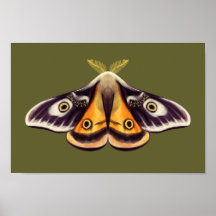Moth Insect Art Goblincore Saturnia Witchen Green