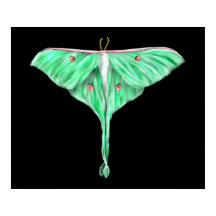 Moth Lunar Verde Ilustrado
