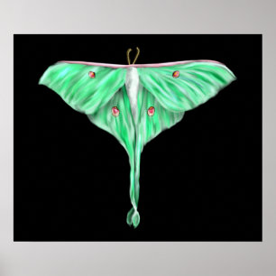 Póster Moth Lunar Verde Ilustrado
