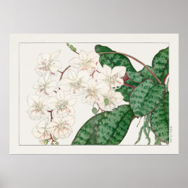 Póster Moth Orchid Flowers, Phalaenopsis, Tanigami Konan,