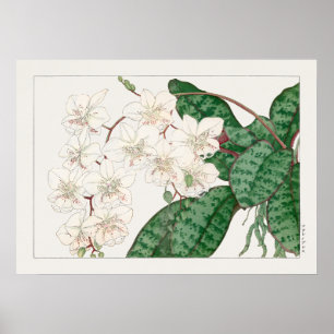 Póster Moth Orchid Flowers, Phalaenopsis, Tanigami Konan,