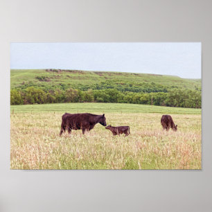 Póster Mother and Calf in the Flint Hills