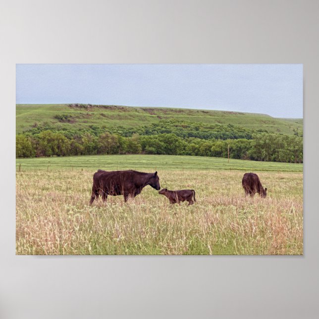 Póster Mother and Calf in the Flint Hills (Frente)