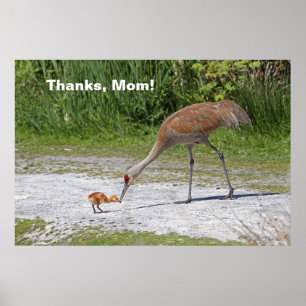 Póster Mother Bird and Baby Bird Sandhill Cranes