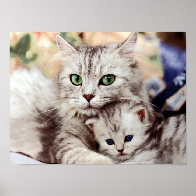 Póster Mother Cat & Kitten (Frente)
