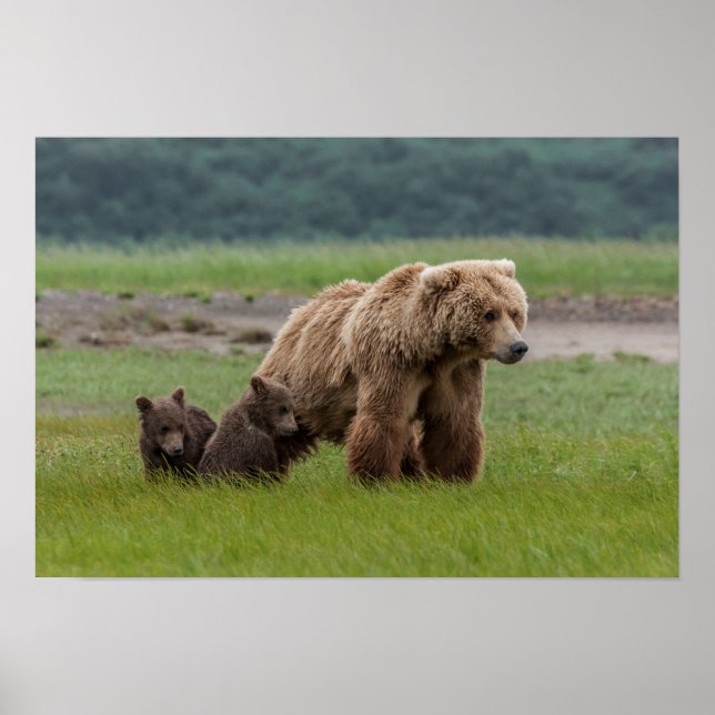Póster Mother Grizzly Bear with Twin Cubs (Frente)