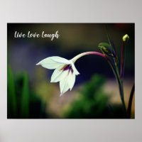 Motivación de flores en el jardín gladiolus blanco