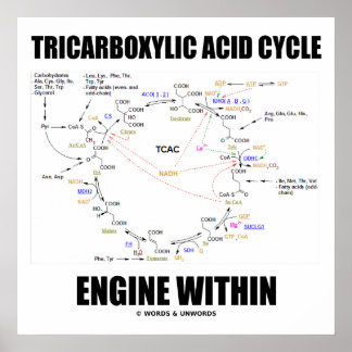 Póster Motor Del Ciclo Del Ácido Tricarboxílico Dentro De