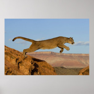 Póster Mountain Cougar poster
