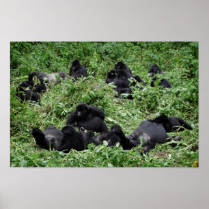 Póster Mountain gorilla group poster print