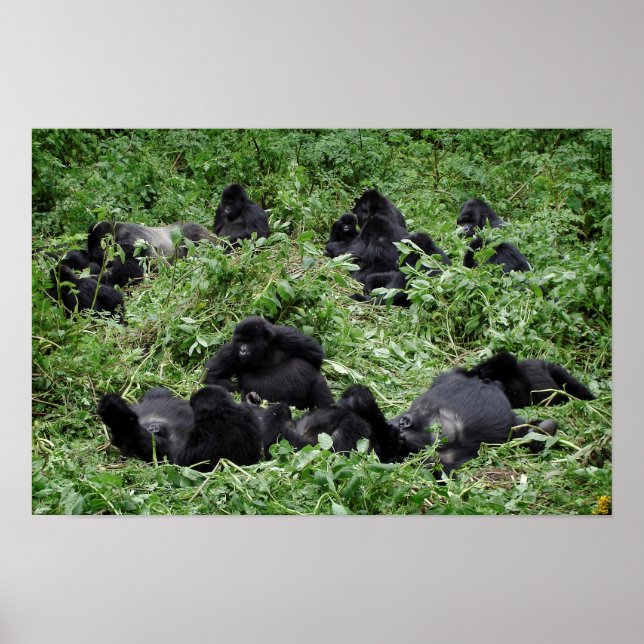 Póster Mountain gorilla group poster print (Frente)
