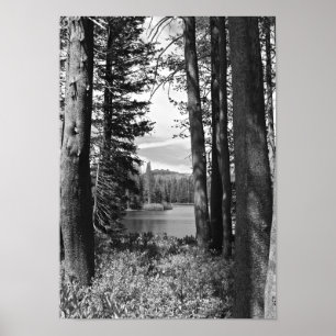 Póster Mountain Lake, Forest, Black and White (portrait)
