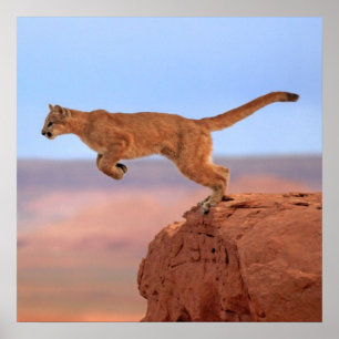 Póster Mountain Lion