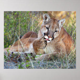 Póster Mountain Lion - Hmmm