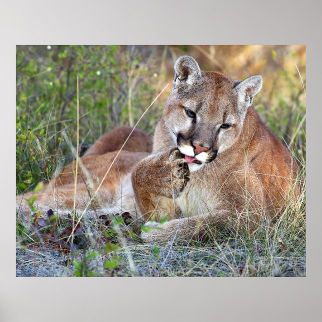 Póster Mountain Lion - Hmmm (Frente)