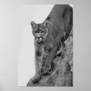 Póster Mountain Lion in Black and white