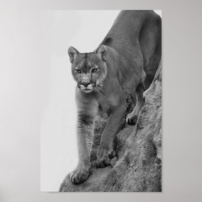 Póster Mountain Lion in Black and white (Frente)