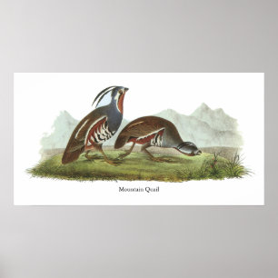 Póster Mountain Quail, John Audubon