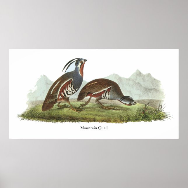 Póster Mountain Quail, John Audubon (Frente)