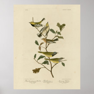 Póster Mourning, Other Warblers, Audubon Birds of America