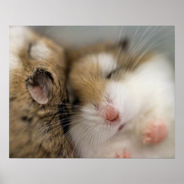 Póster Mover sobre Bob Poster (Frente)