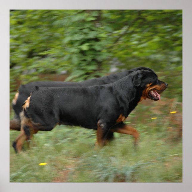 Póster Movin' en el patio (Frente)