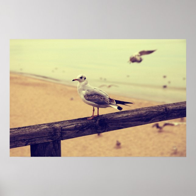 Póster Möwe Ostsee Rügen Poster (Frente)