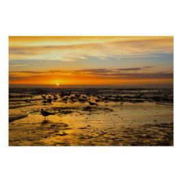 Póster Möwen im Sonnenuntergang