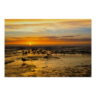 Póster Möwen im Sonnenuntergang