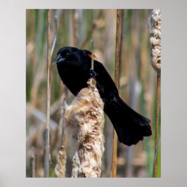 Póster Mr. Blackbird