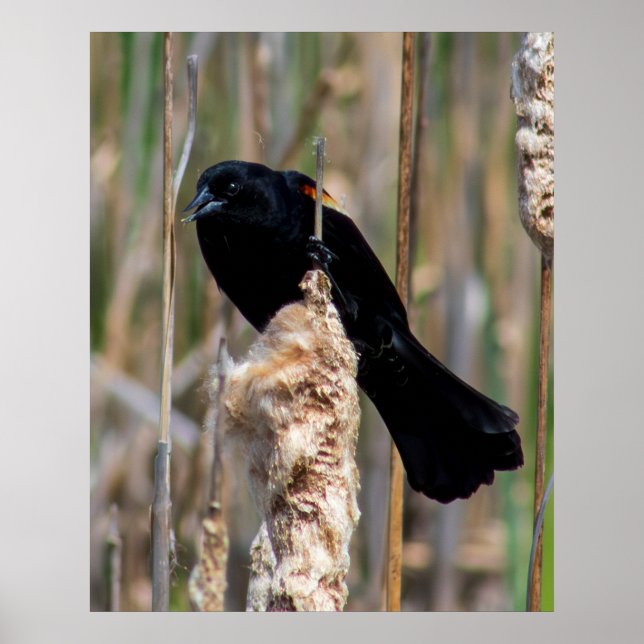 Póster Mr. Blackbird (Frente)