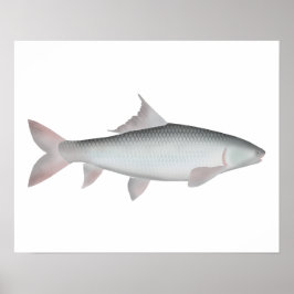 Póster Mrigal Carp