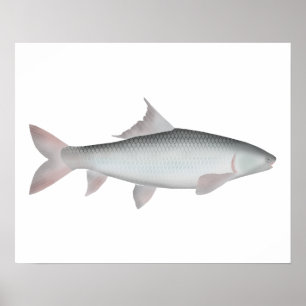 Póster Mrigal Carp