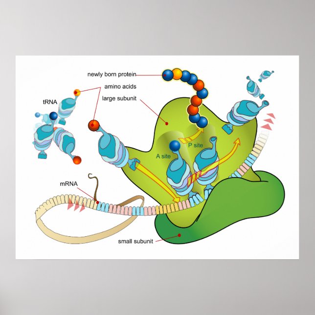 Póster mRNA y síntesis de proteínas en el diagrama de rib (Frente)