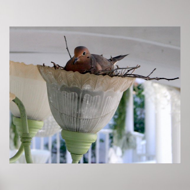 Póster Ms Dove (Frente)