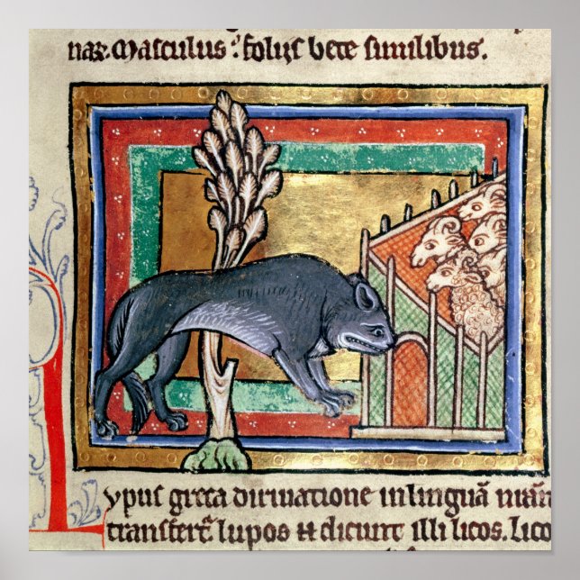 Póster MS Roy A wolf outside a sheep fold (Frente)