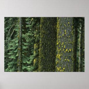 Póster Mt. Ashland, Bosque Nacional Rogue RIver,