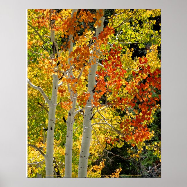 Póster Mt. Charleston NV Autumn Aspen 16"x 20" Poster (Frente)