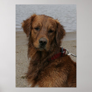 PÓSTER MUCHACHO DE AGUA - GOLDEN RETRIEVER