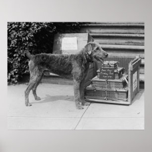 Póster Muchacho del Laddie del feliz cumpleaños, los años