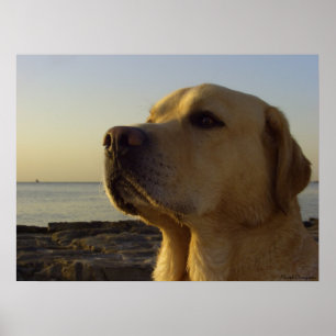 Póster Muchacho orgulloso